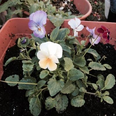簡単に稼げる方法があるんですわ。ちょっとでも興味もってくれるかな???スマホとiPhoneがあれば今の時代楽に稼げるんだ!目指せ月収10万越!!!!