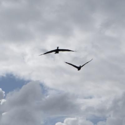 gestrade's profile picture. E-commerçant de proximité @BonjourBibiche #comptable, #logisticien, #acheteur, #gestionnaire, #webdesigner, #webmarketer... bref je suis gérant d'entreprise.