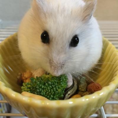lovehamster11's profile picture. 旅行と飛行機と動物と音楽、歌うことが目の前のニンジンとなり生息中。 珍しいもの、楽しいもの大好き。