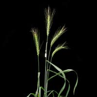 wheatpapers (@wheat_papers) 's Twitter Profile