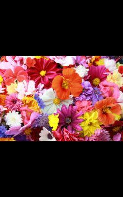 red_mcpp's profile picture. mahal na mahal kita