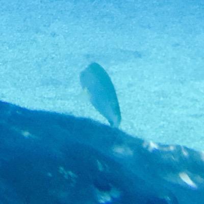 yoodelihhi's profile picture. 