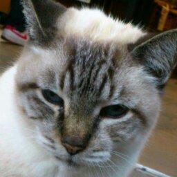 peke_001's profile picture. そろりそろりとアニメみたり。