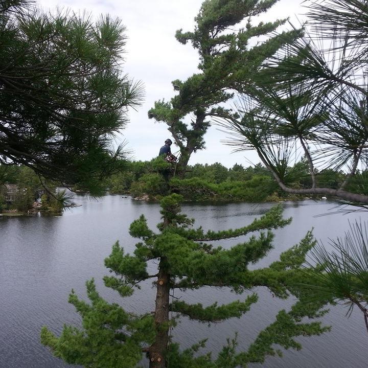 Logan Tree Experts is a fully insured, ISA Certified & professional tree care service in the Kawarthas. Our passion is to offer proper tree care to our clients.
