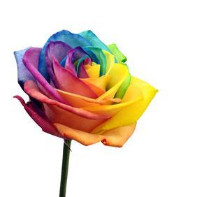 A day to honor love for Mother Earth, Humanity & All Living Things - 1 Sept.