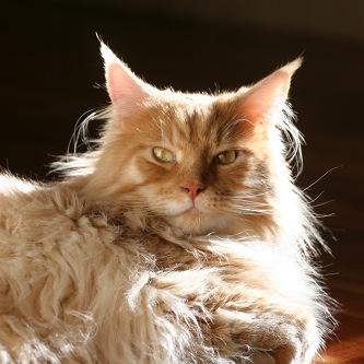 Welcome to Maine Coon Cat Nation, the most amazing and supportive community of Maine Coon lovers, fans and admirers! Share pictures, tips, info and advice.