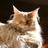 CoonCatNation's profile image