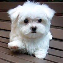 Your daily source of cute puppy tweets. #cutepuppy #cute