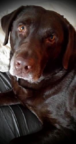 mariopugs's profile picture. 