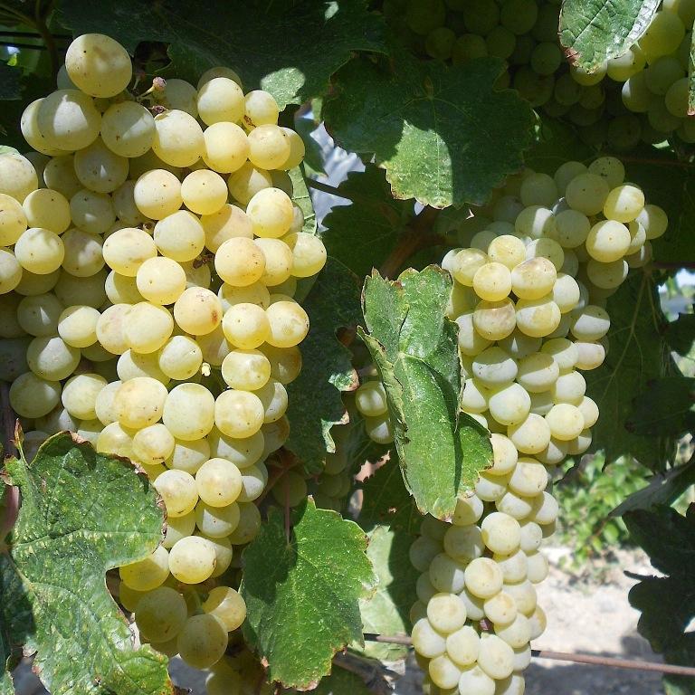 sommconseil's profile picture. Consultation professionnelle & formation en #vin