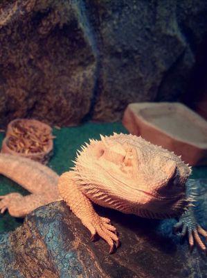 just a young dragon livin the dream