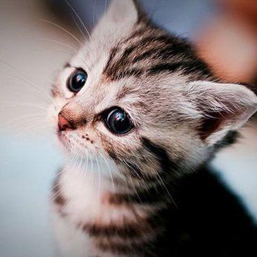 KittyKawt22's profile picture. 