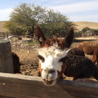 nechamkin_ilene's profile picture. community journalist, mother, grandmother.