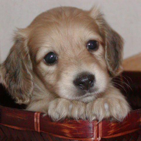 超 犬画像 青い目がキレイ Http T Co Naxz71safj