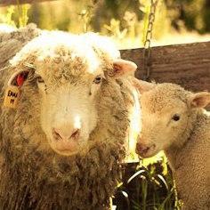 Revolutionizing California Wool!
Annual Wool Festival: May 21-22, 2016