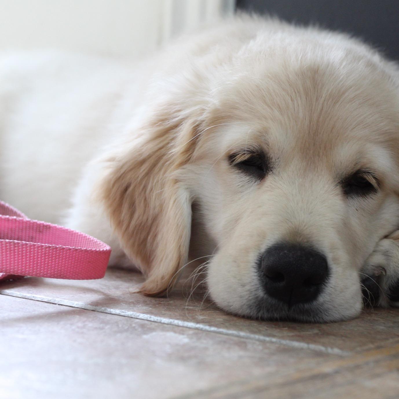 SPuppeez's profile picture. 