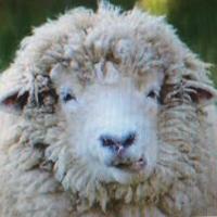 Candide (@candideshow) 's Twitter Profile