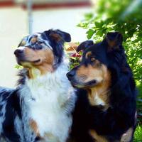 TemujinXtrem🇩🇪🎗️🦮🐕‍🦺🐩🐕🐶🐾 (@temujinxtrem) 's Twitter Profile Photo