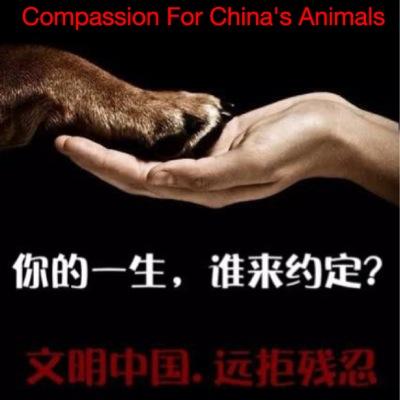 Compassion For China's Animals GRAPHIC POSTS This a/c rarely RT's -Money is NEVER requested. AWARENESS #AnimalProtectionLaws #HumaneEducation #EndYulinFestival