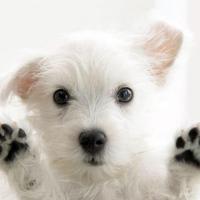 Really Cute Animals (@___animals____) 's Twitter Profile
