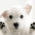 Really Cute Animals (@___animals____) Twitter profile photo
