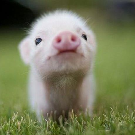 Les animaux c'est comme les êtres humains, ça se respecte! #vegan