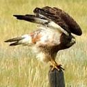 David Wiebe - @dwiebe3 - Twitter