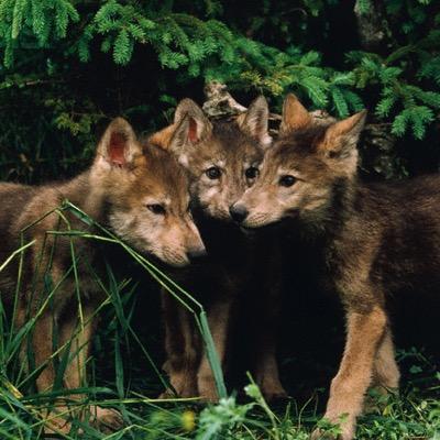 The pups of Memphis and Ruiwen.
Willow - Female. Ivy - Female. Ash - Male.
(@MoonlightRPG)