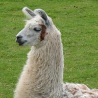 White Llama(@ThatWhiteLlama) 's Twitter Profileg