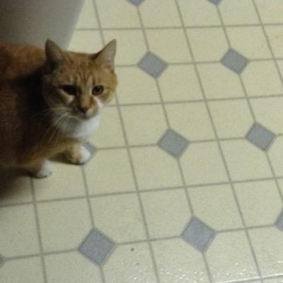 i follow back im 3 im a girl cat andd proud