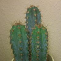 Mescalero (@kellerschamane) 's Twitter Profile