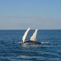 Gates (@scigates) 's Twitter Profile Photo