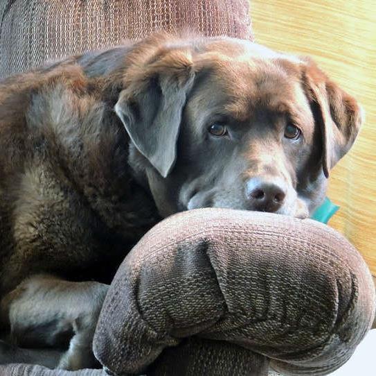 Dog Lover; partial to Labs