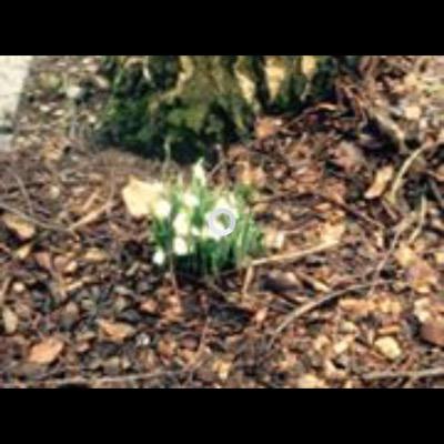 allisonmcelhin1 Profile Picture
