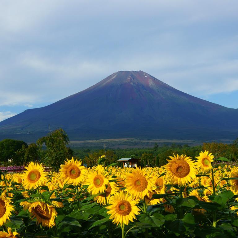 夏過ぎてー次はいつ見るか分からんー Sunoffortunee Twitter