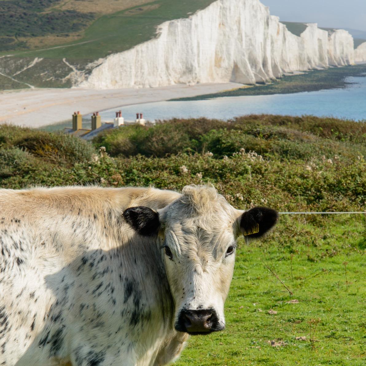 southdownsfood Profile Picture