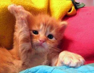 Para quem ama e respeita os animais! principalmente os felinos.