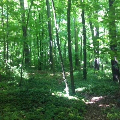 bucheli_gomez's profile picture. 