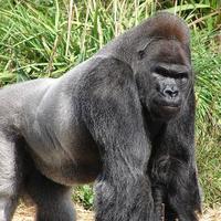 Jimpy the Squid (@jimpythesquid) 's Twitter Profile