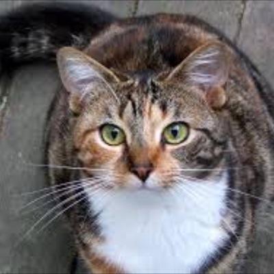 I'm Dragonwing. Very trustful, brave, smart, loyal, kind, brave, fierce. 19 moons old. Mess with me, and have your tail off! My mate is Ashspeckle.