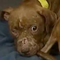 Seized dogs awaiting court cases of their abusers will get no justice in Milwaukee. They are being held as evidence until the trial is over, sometimes years!