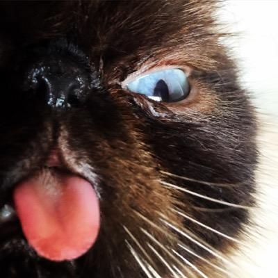 DerTheCat's profile picture. There once was a tongue wrapped in cat.