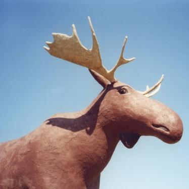 Mackenzie T. Moose born in 1984 in Moose Jaw SK. World’s biggest moose!