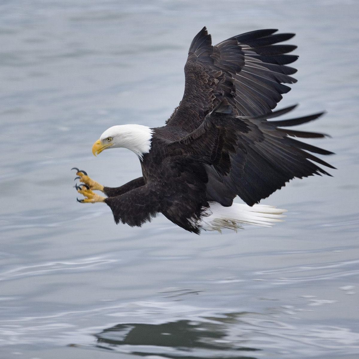 RIGHT WINGED-PATRIOTIC EAGLE 4 LIBERTY and #2A RIGHTS.  Back-Up For ▶@timj4him◀