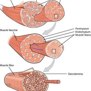 MotorBehavior's profile picture. 