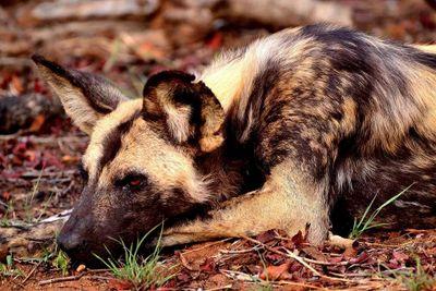 Endangered Wildlife Trust Together with SANParks is conducting a 5 year research project to understand the demographics of the African Wild Dog pop in KNP