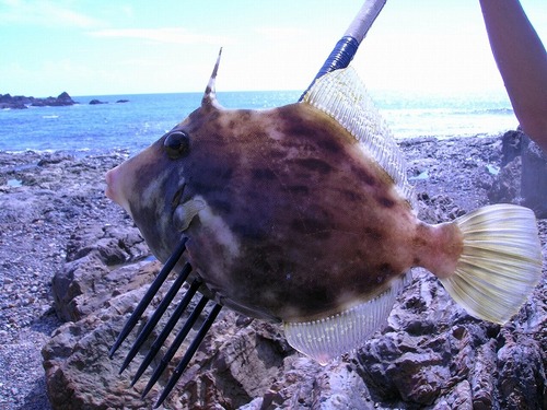 norishi_o_99's profile picture. ベイロマンスカヤックスにコリンアスリートを発注し納品待ち22ヶ月目の人。
無言フォロー失礼します。
カヤックや釣り関連の発信が多いです。
古いスピニングリールが好き。
遅筆なので各種レスポンス遅くなってしまうかもしれませんが、よろしくお願いします。