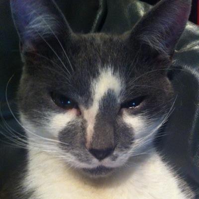 monkeysecrets's profile picture. 