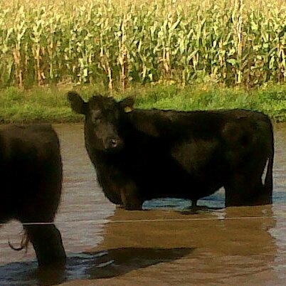 A_Ganadera's profile picture. Productor Agropecuario