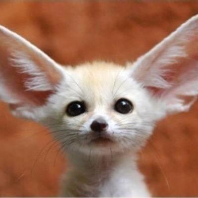 Reverse Engineering, Botnet Research

Tweets for my own.
Hello darkness, my old friend.